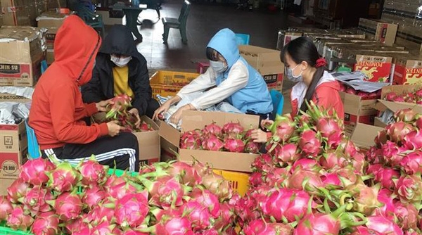 Trung Quốc tạm dừng nhập khẩu thanh long tại cửa khẩu Quảng Ninh