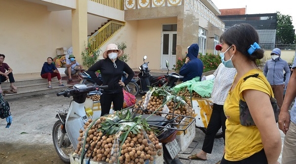 Huyện Quốc Oai (Hà Nội): Tiêu thụ gần 3.000 tấn nhãn trong mùa dịch