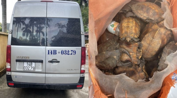 Quảng Ninh: Phát hiện xe khách vận chuyển 34 cá thể rùa không rõ nguồn gốc