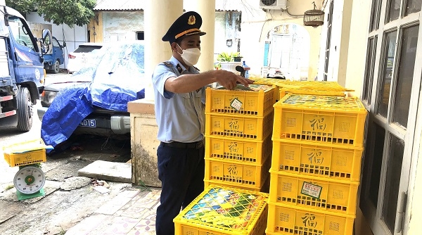 Lạng Sơn: Thu giữ gần 1,7 tấn nho xanh nhập lậu