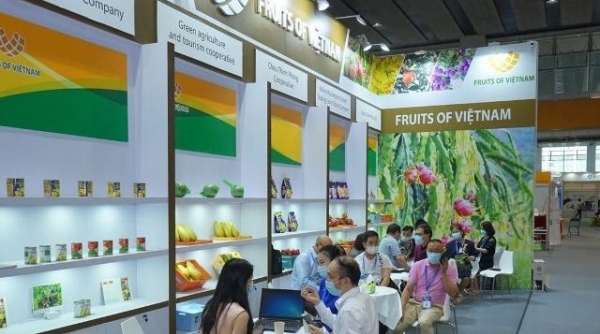 DN Việt tham gia Hội chợ Hoa quả Quảng Châu theo mô hình "Triển lãm từ xa"