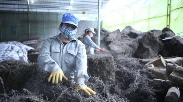 Lạng Sơn: Tăng cường kết nối tiêu thụ sản phẩm Thạch đen