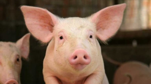 Thanh Hóa: Tăng cường phòng chống bệnh dịch tả lợn châu Phi xâm nhập, tái phát trên địa bàn