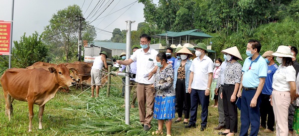 Tuyên Quang: Bàn giao bò giống cho 40 hộ nghèo huyện Na Hang