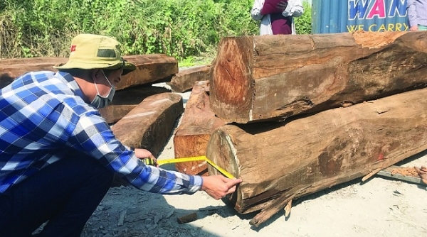Hải quan: Khởi tố vụ buôn lậu 850m3 gỗ giáng hương Tây Phi