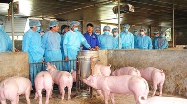 Cần Thơ: Tập trung phòng chống bệnh dịch tả lợn châu Phi