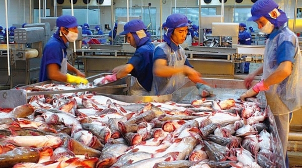 Đề xuất ưu tiên cấp đủ vaccine cho doanh nghiệp cá tra