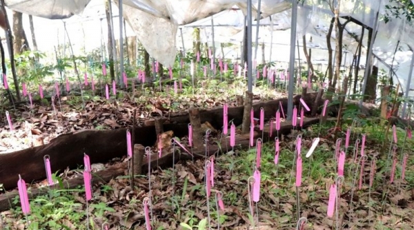 Lai Châu: Phát triển cây sâm trở thành cây dược liệu chủ lực của tỉnh