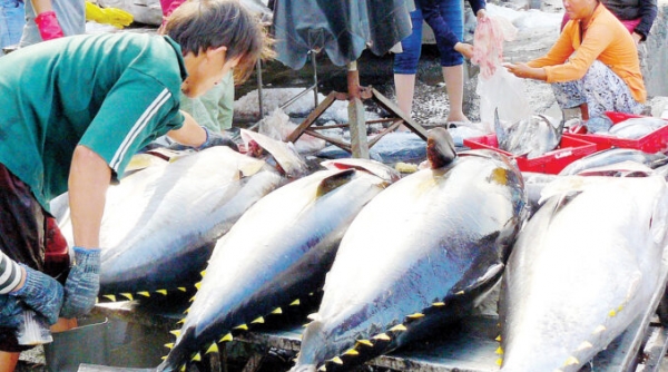 VASEP: Xuất khẩu cá ngừ tháng 9 giảm 15%
