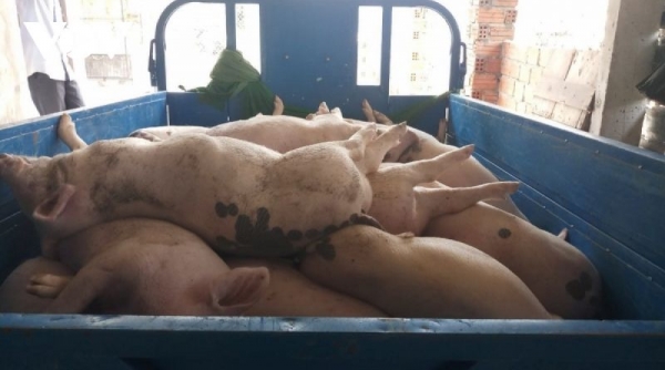 Quảng Nam: Tái phát dịch tả lợn châu Phi, người chăn nuôi gặp khó