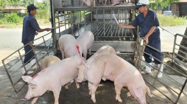Dự báo giá thịt lợn hơi sẽ tăng trong thời gian tới