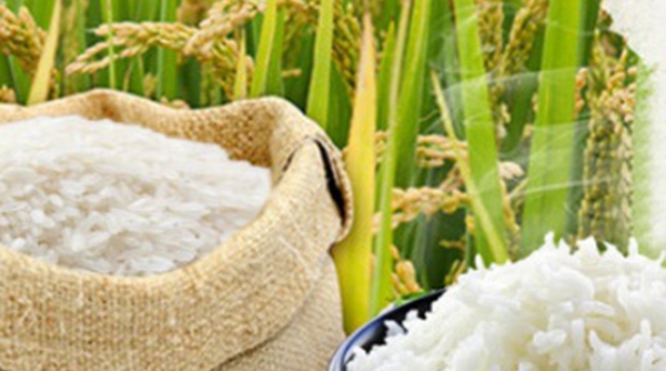 Xuất khẩu gạo Thái Lan dự báo tăng mạnh