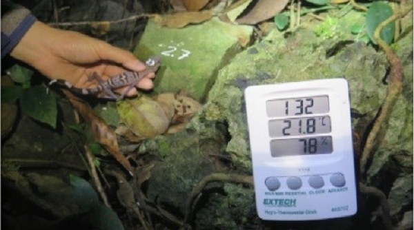 Hải Phòng: Nghiên cứu đề xuất các giải pháp bảo tồn loài Thạch sùng mí Cát Bà