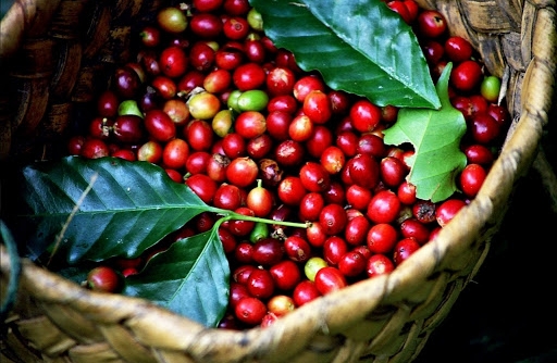 Giá cà phê ngày 27/10: Trong nước tăng gần 1.000 đồng/kg