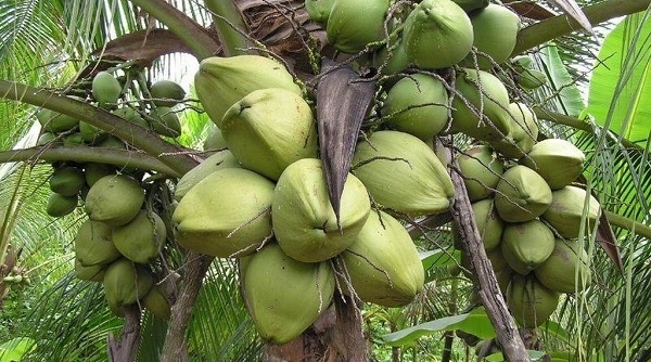 Dừa sáp Trà Vinh được giá tại Úc, khoảng 600.000 đồng/quả
