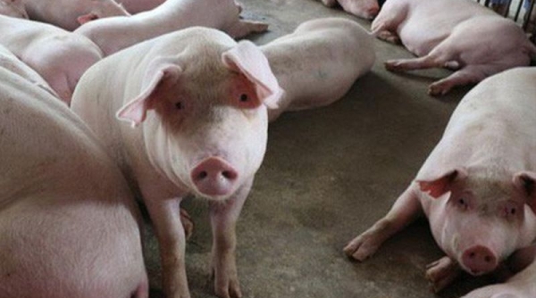 Thanh Hóa: Tăng cường khống chế, dập tắt bệnh dịch tả lợn châu Phi