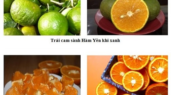 Tuyên Quang: Ký kết tiêu thụ cam sành Hàm Yên