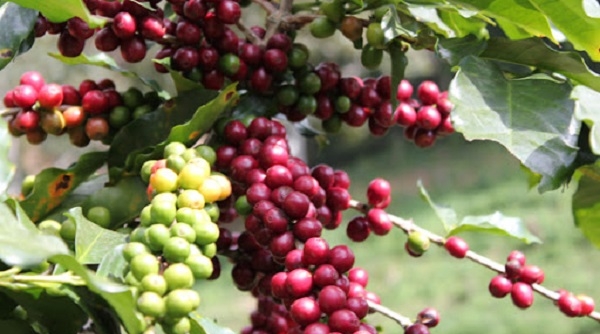 Giá cà phê ngày 12/11: Trong nước giảm nhẹ