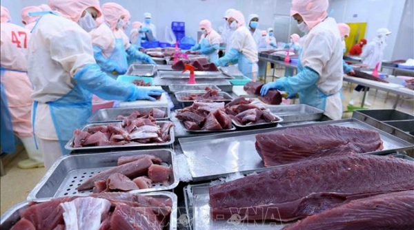 Gia tăng xuất khẩu cá ngừ sang thị trường Trung Quốc