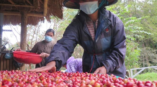 Cà phê xứ lạnh dòng Arabica sẽ trở thành thương hiệu nông sản xuất khẩu giá trị cao của Kon Tum