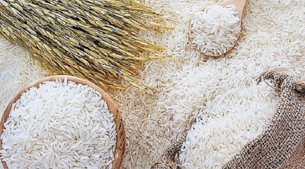 Giá lúa gạo ngày 24/11: Quay đầu giảm nhẹ