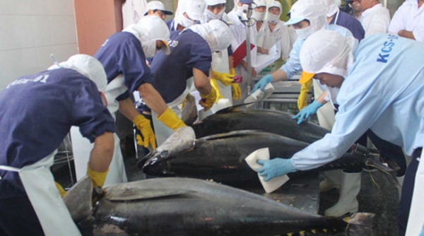 Xuất khẩu cá ngừ của cả nước đạt gần 594 triệu USD