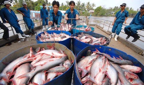 Khan hiếm nguyên liệu cá tra cho chế biến vào quý I/2022