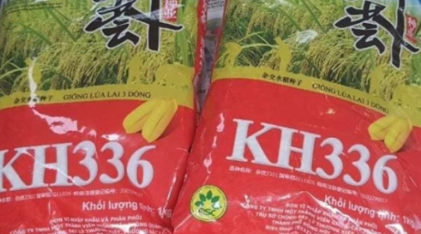 Cục QLTT Nghệ An đề nghị xử phạt 80 triệu đồng cơ sở kinh doanh giống lúa chưa được cấp phép