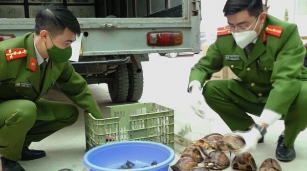 Công an Hà Nội phát hiện xe ô tô vận chuyển 100 cá thể rùa quý hiếm