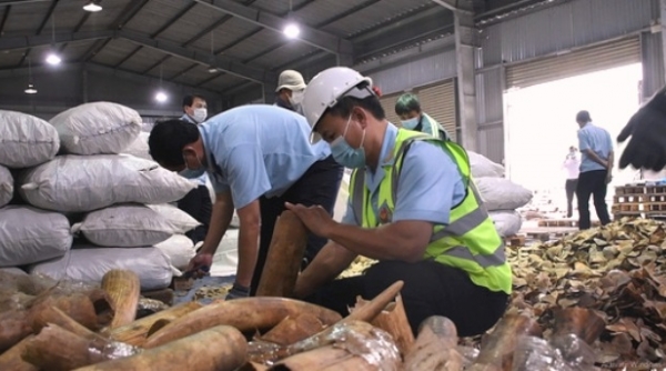 Hải quan Đà Nẵng bắt giữ hơn 6,6 tấn hàng nghi vảy tê tê và ngà voi