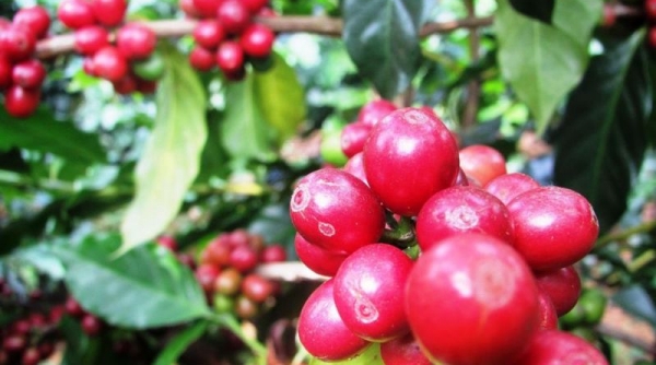 Giá cà phê ngày 14/01: Trong nước tăng 300 đồng/kg