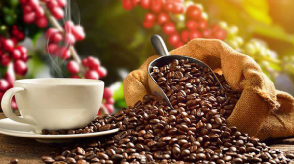 Giá cà phê hôm nay 15/01: Tiếp tục giảm mạnh cả thị trường trong nước và thế giới