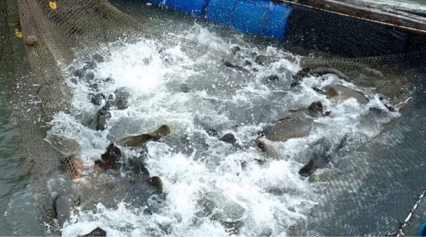 Quảng Ninh: Tồn đọng hơn 1.000 tấn cá song nuôi lồng bè
