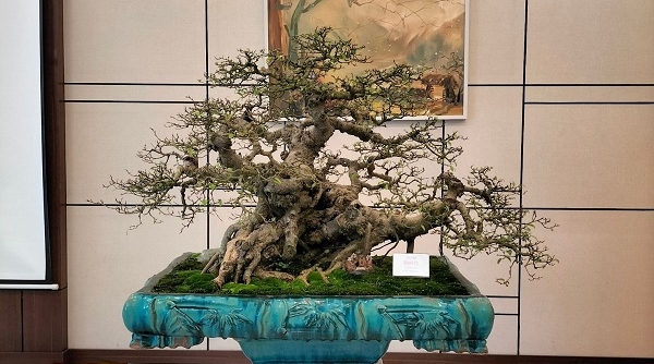 Nghệ thuật bonsai - “món ăn tinh thần” đối với những tâm hồn yêu thiên nhiên