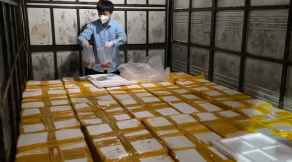 Bắt ôtô chở hơn 1,7 tấn cá khoai ướp formol đi tiêu thụ tại Thanh Hóa