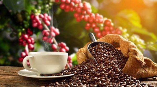 Giá nông sản hôm nay 24/02: Cà phê trong nước quay đầu tăng mạnh, giá tiêu đi ngang
