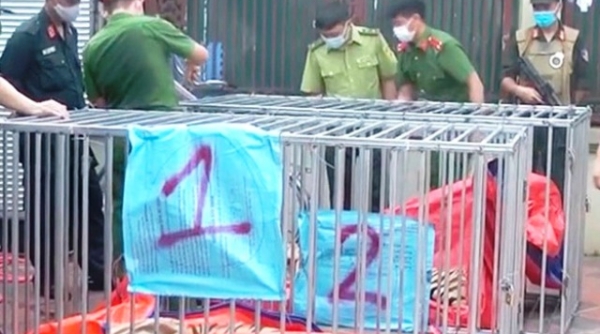 Nghệ An: Người đàn ông nuôi nhốt 14 con hổ trong hầm nhà lĩnh án 07 năm tù