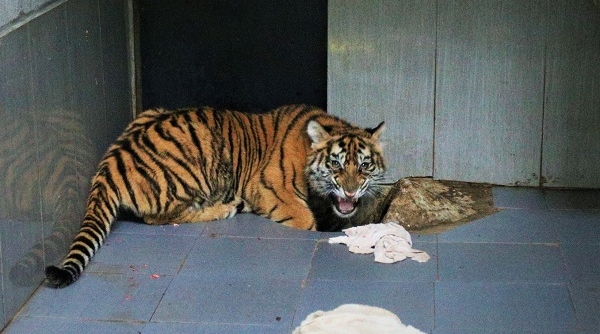 Vườn Quốc gia Phong Nha – Kẻ Bàng sẽ tiếp nhận 7 cá thể hổ Đông Dương