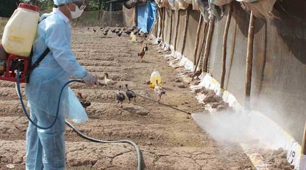 Thanh Hóa triển khai tiêu độc môi trường phòng chống dịch bệnh gia súc, gia cầm