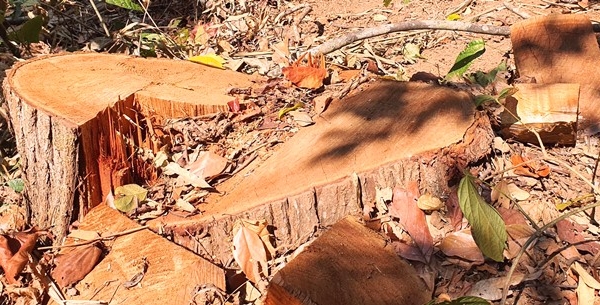 Điều tra làm rõ vụ phá rừng tại thị trấn Măng Đen