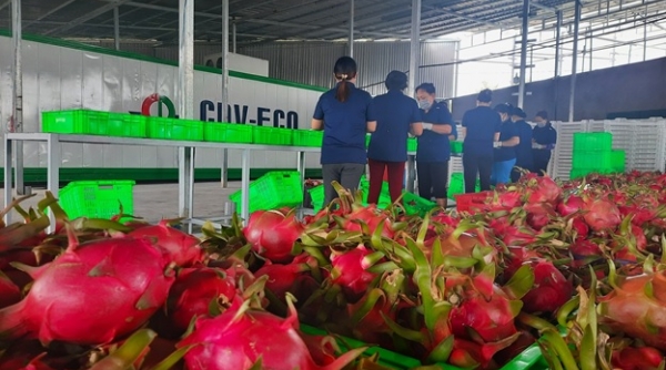 Tổ 970 đưa dây truyền bảo quản và chế biến nông sản xuống vùng nguyên liệu Bình Thuận