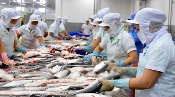 Kim ngạch xuất khẩu cá tra tăng trưởng “kỷ lục” trong 4 tháng đầu năm 2022