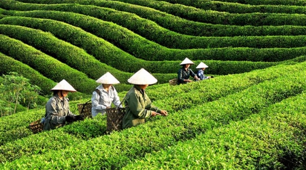 Việt Nam là thị trường cung cấp chè lớn thứ 5 cho Hoa Kỳ