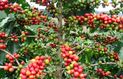Giá cà phê hôm nay 09/04: Cà phê trong nước giảm tiếp 200 đồng/kg
