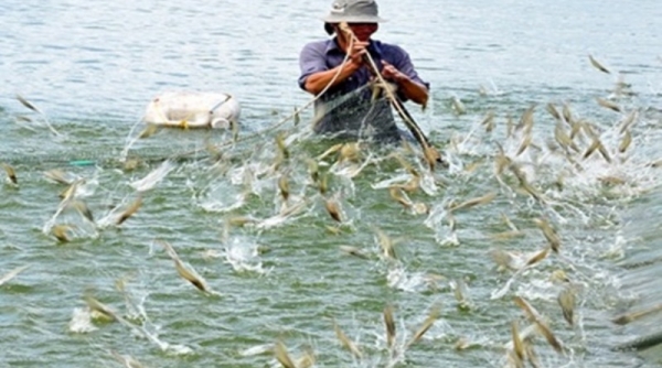 TP. Hồ Chí Minh tăng cường công tác phòng, chống dịch bệnh thủy sản