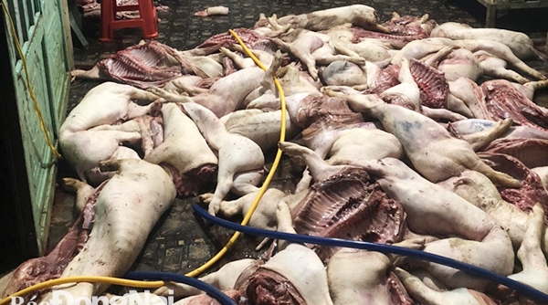 Đồng Nai: Kịp thời ngăn chặn hơn 1 tấn thịt heo bẩn ra thị trường