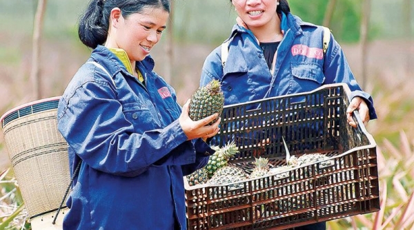 Gia Lai tăng cường công tác quản lý mã số vùng trồng và cơ sở đóng gói nông sản