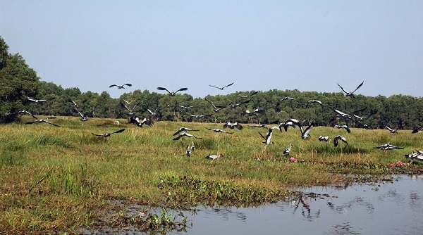 Thủ tướng chỉ thị một số nhiệm vụ, giải pháp cấp bách bảo tồn các loài chim hoang dã tại Việt Nam