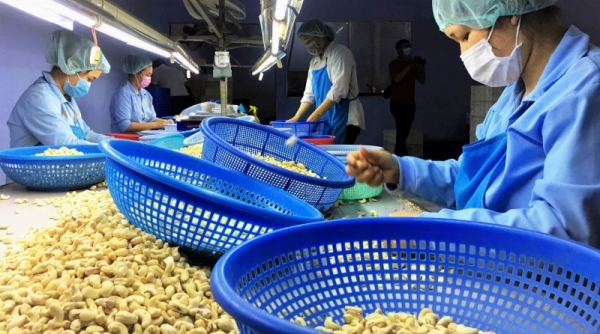 Xuất khẩu hạt điều của Việt Nam phục hồi tích cực nhờ “đòn bẩy” từ EVFTA