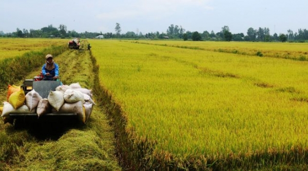 Đức hỗ trợ đổi mới sáng tạo trong chuỗi giá trị lúa gạo và xoài tại Đồng bằng sông Cửu Long
